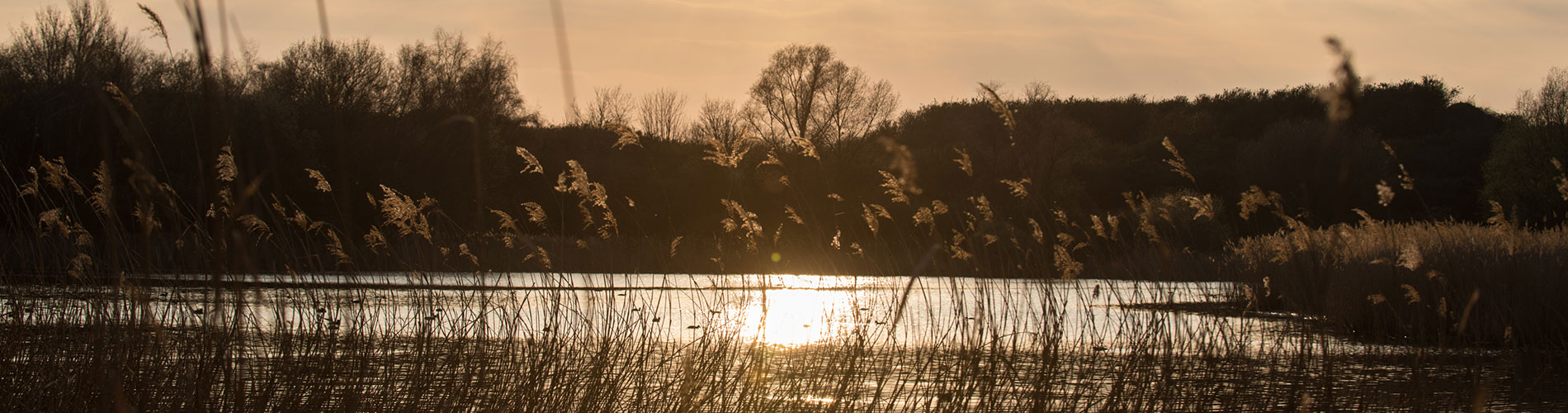 Sunlight reflecting off the water
